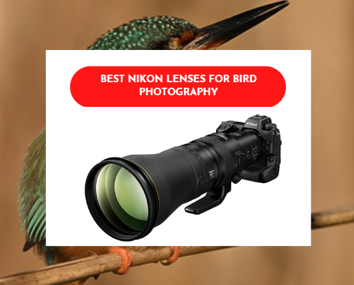 Best Nikon Lenses for Bird Photography