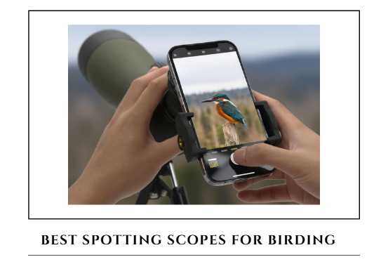 7 Best Spotting Scopes for Birding